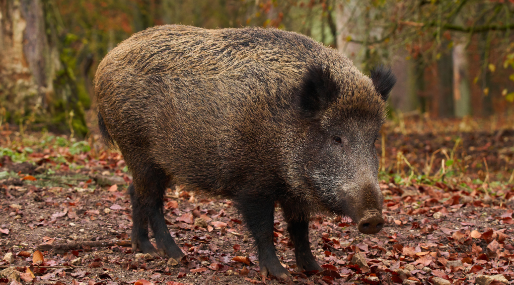 Consegna nuovi tesserini stagione 2021/2022 ritiro tesserini venatori stagione 2021/2022
